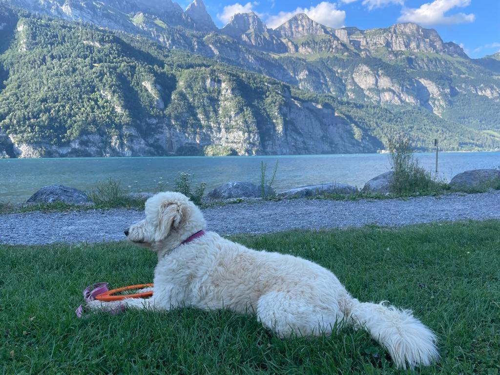 Doodle'S Amazing Chalet -Walensee - Flumserberg - Churfirsten - Heidiland - Pool - Sauna Mols Εξωτερικό φωτογραφία
